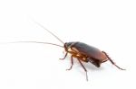 Cockroach Stock Photo