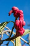 Red Fruit Of A Saucer Magnolia Stock Photo