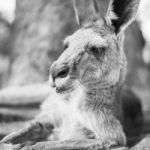 Kangaroo Outside During The Day Stock Photo