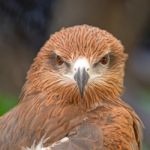 Black Kite Stock Photo