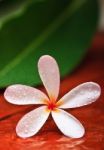 Drop Of Water On Plumeria Stock Photo