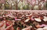 Carpet Of Petals Stock Photo