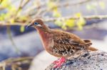 Galapagos Dove In Espanola Island Stock Photo