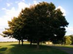 A Beautiful Tree Near The River Embankment Stock Photo