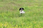 English Springer Spaniel Running Stock Photo