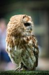 Tawny Owl (strix Aluco) Stock Photo