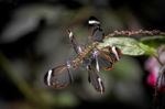 Glasswinged Butterflies (greta Oto) Stock Photo