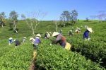 Dalat, Vietnam, July 30, 2016: A Group Of Farmers Picking Tea On A Summer Afternoon In Cau Dat Tea Plantation, Da Lat, Vietnam Stock Photo