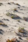 Beach Vegetation Stock Photo