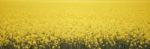 Field Of Canola Plants Stock Photo