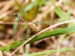 Yellow And Black Pattern Dragon Fly On Grass Stock Photo