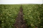 Cotton Field In The Countryside Stock Photo