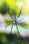 Spider In The Forest Stock Photo