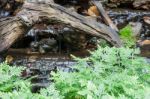 Green Plant Decorated In Home Garden Stock Photo