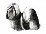 Shih Tzu Stock Photo