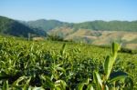 Tea Plantation In Doi Mae Salong, Chiang Rai Thailand Stock Photo