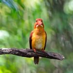 Male Ruddy Kingfisher Stock Photo