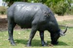 
Buffalo Muddy Cool Grazing In A Field With Happiness Stock Photo