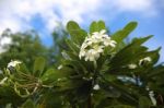 White Plumaria Flowers On Its Tree Stock Photo