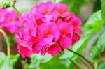 Red Geranium Flower Close Up Stock Photo