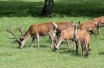 Herd Of Red Deer (cervus Elaphus) Stock Photo