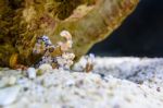 Harlequin Shrimp Or Hymenocera Picta Stock Photo