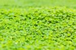 Green Clover Background Stock Photo