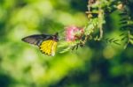 Monarch Butterfly Stock Photo