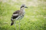 Bush Stone-curlew Resting On The Beach Stock Photo