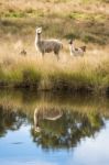 Alpacas In A Field Stock Photo