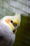 Cockatiel Stock Photo