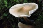 Bonnet Mycena Fungus (mycena Galericulata) Stock Photo