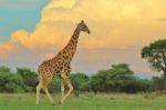 Giraffe - African Wildlife Background - Into The Storm Stock Photo