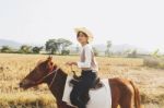 Woman Smiling With Relax Time On Small Horse Stock Photo