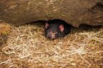 Tasmanian Devil In Hobart, Tasmania Stock Photo