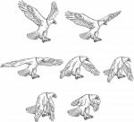 Bald Eagle Flying Drawing Collection Set Stock Photo