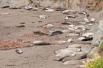 Elephant Seal Colony Stock Photo