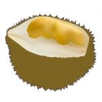 Peeled Durian Stock Photo