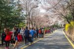 Seoul,korea - April 11 : Cherry Blossom In Seoul Tower Namhansan. Tourists Taking Photos Of The Beautiful Scenery Around Seoul Tower Namhansan In Seoul,korea On April 11,2015 Stock Photo