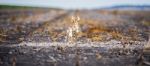 Cotton Field In Oakey Stock Photo