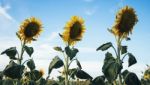 Sunflowers In A Field In The Afternoon Stock Photo