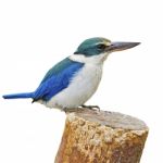 Sacred Kingfisher Stock Photo