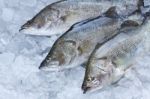 Fresh Seabass Stock Photo