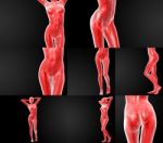 3d Rendering Illustration Of The Human Anatomy Stock Photo