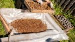 Man Sifts Through A Sieve Pine Nuts Stock Photo