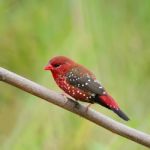 Male Red Avadavat Stock Photo