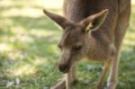 Kangaroo Outside Stock Photo