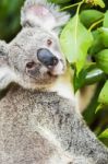 Koala By Itself In A Tree Stock Photo