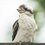 Kookaburra Gracefully Resting During The Day Stock Photo