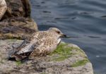 The Gull Is Sleeping On The Rock Shore Stock Photo